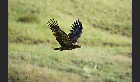 Steppenadler (Aquila nipalensis)