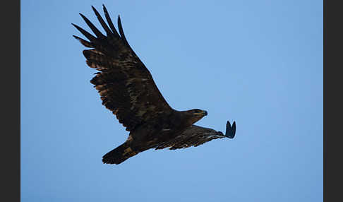 Steppenadler (Aquila nipalensis)