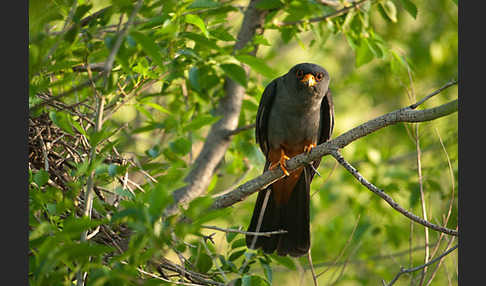 Rotfußfalke (Falco vespertinus)