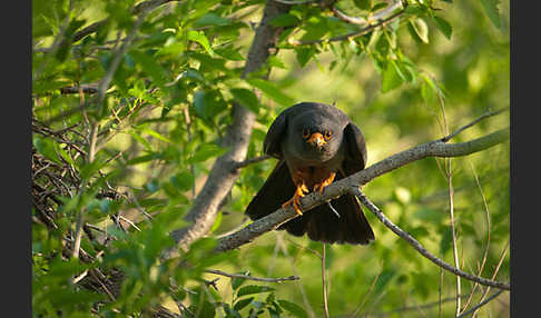 Rotfußfalke (Falco vespertinus)