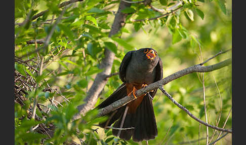 Rotfußfalke (Falco vespertinus)