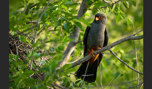 Rotfußfalke (Falco vespertinus)