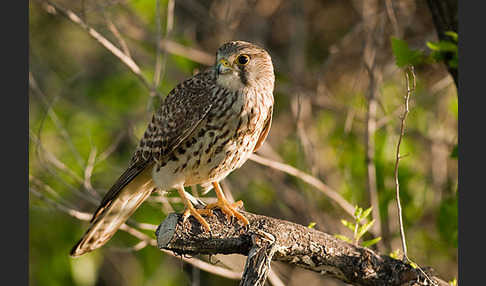 Turmfalke (Falco tinnunculus)