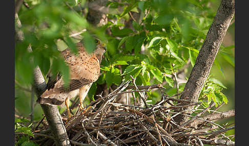 Turmfalke (Falco tinnunculus)