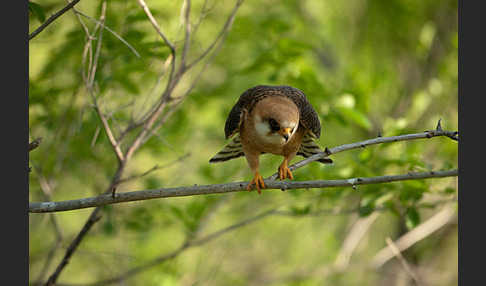 Rotfußfalke (Falco vespertinus)