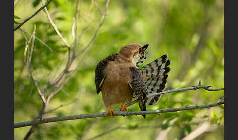 Rotfußfalke (Falco vespertinus)