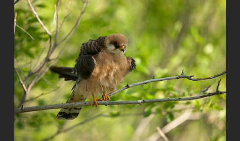 Rotfußfalke (Falco vespertinus)