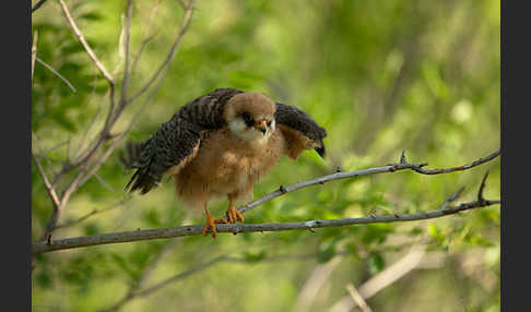 Rotfußfalke (Falco vespertinus)