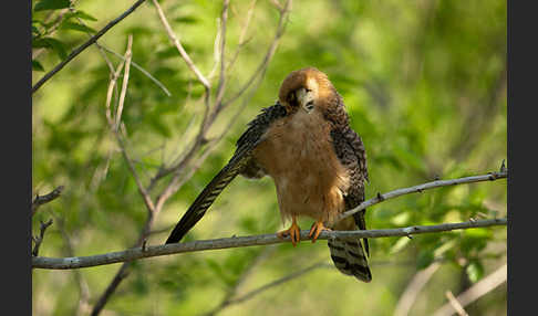 Rotfußfalke (Falco vespertinus)