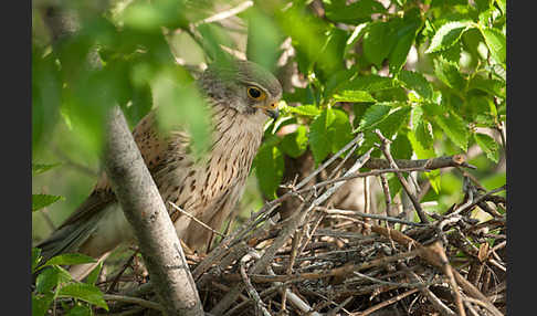 Turmfalke (Falco tinnunculus)