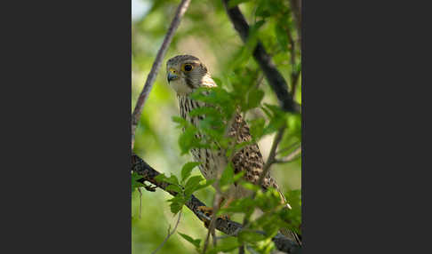 Turmfalke (Falco tinnunculus)