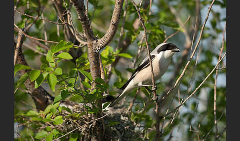 Schwarzstirnwürger (Lanius minor)