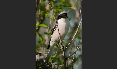 Schwarzstirnwürger (Lanius minor)