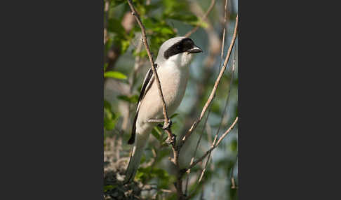 Schwarzstirnwürger (Lanius minor)