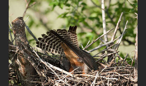 Rotfußfalke (Falco vespertinus)