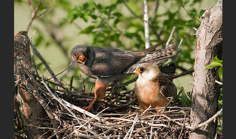 Rotfußfalke (Falco vespertinus)