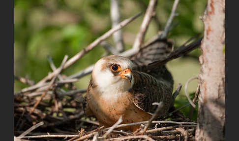 Rotfußfalke (Falco vespertinus)