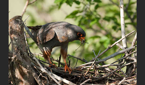 Rotfußfalke (Falco vespertinus)