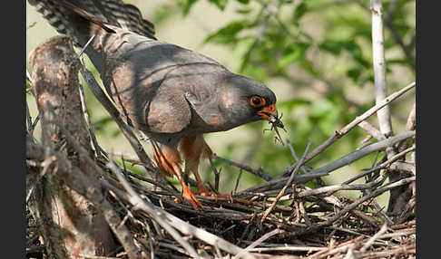 Rotfußfalke (Falco vespertinus)