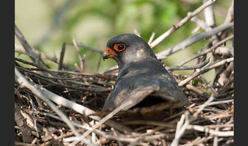 Rotfußfalke (Falco vespertinus)