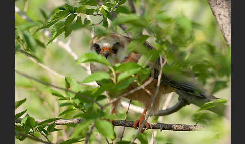 Rotfußfalke (Falco vespertinus)