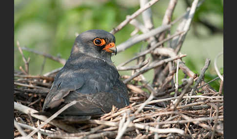 Rotfußfalke (Falco vespertinus)