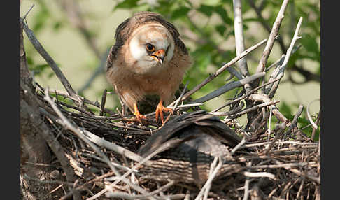 Rotfußfalke (Falco vespertinus)