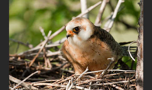 Rotfußfalke (Falco vespertinus)