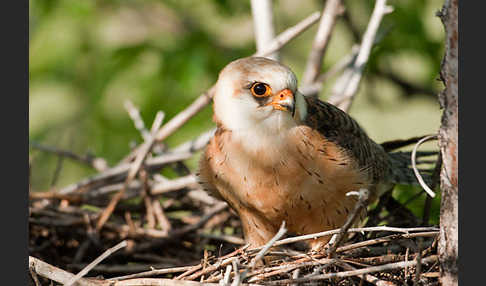 Rotfußfalke (Falco vespertinus)