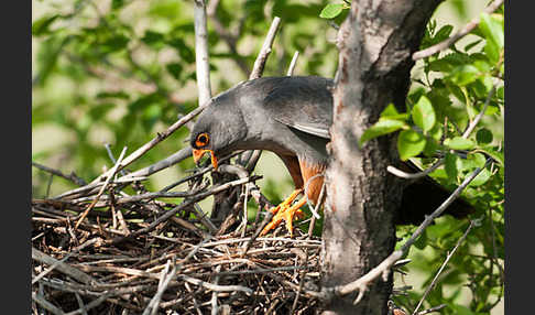 Rotfußfalke (Falco vespertinus)