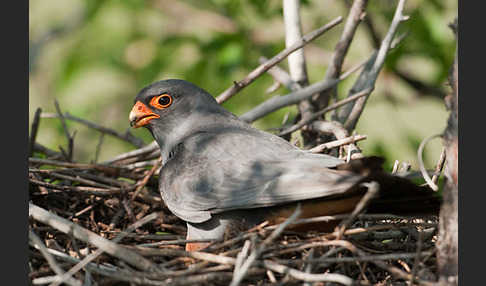 Rotfußfalke (Falco vespertinus)