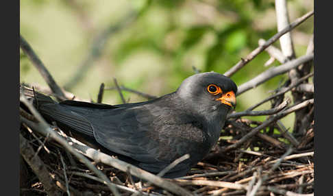 Rotfußfalke (Falco vespertinus)