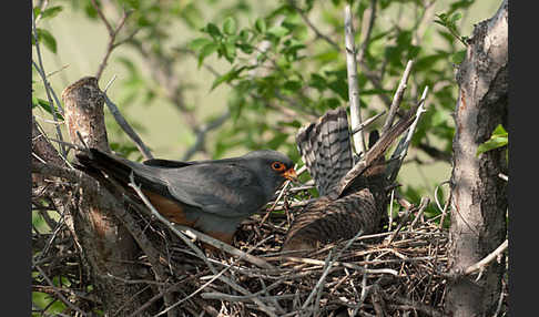 Rotfußfalke (Falco vespertinus)