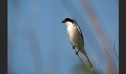 Schwarzstirnwürger (Lanius minor)