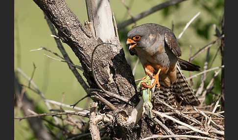 Rotfußfalke (Falco vespertinus)