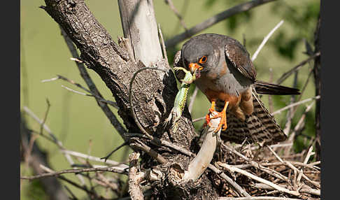 Rotfußfalke (Falco vespertinus)