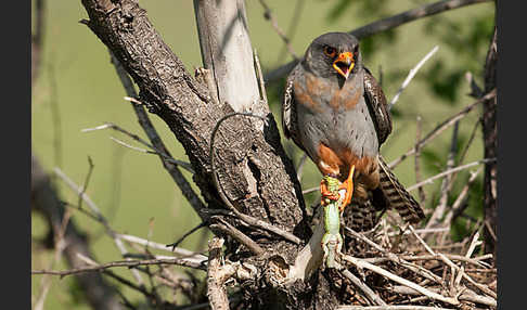 Rotfußfalke (Falco vespertinus)