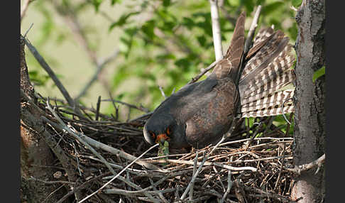 Rotfußfalke (Falco vespertinus)