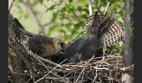 Rotfußfalke (Falco vespertinus)