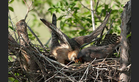 Rotfußfalke (Falco vespertinus)