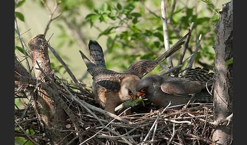 Rotfußfalke (Falco vespertinus)