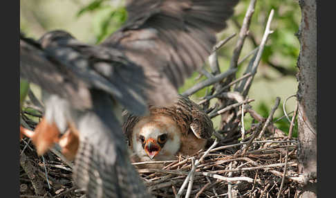 Rotfußfalke (Falco vespertinus)