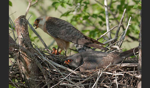 Rotfußfalke (Falco vespertinus)