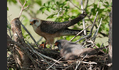 Rotfußfalke (Falco vespertinus)