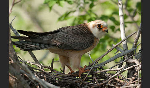 Rotfußfalke (Falco vespertinus)