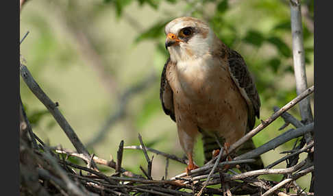 Rotfußfalke (Falco vespertinus)