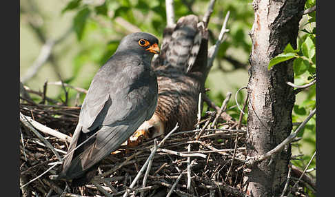 Rotfußfalke (Falco vespertinus)