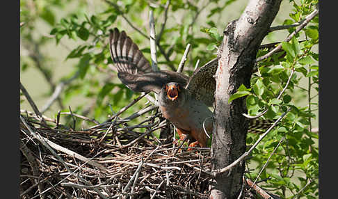 Rotfußfalke (Falco vespertinus)