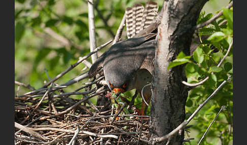 Rotfußfalke (Falco vespertinus)