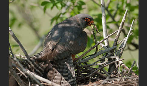 Rotfußfalke (Falco vespertinus)